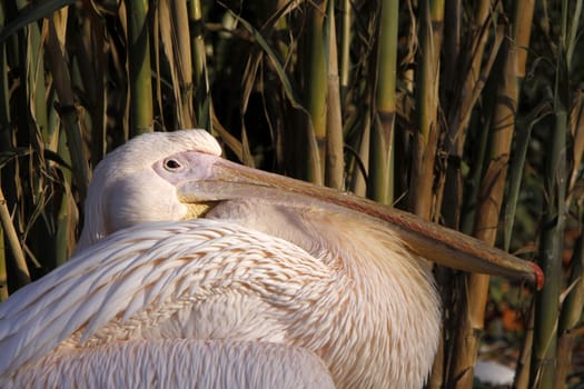 Eastern white pelican