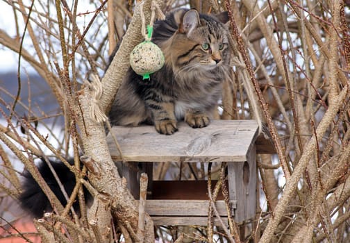 Cats are dangerous for birds