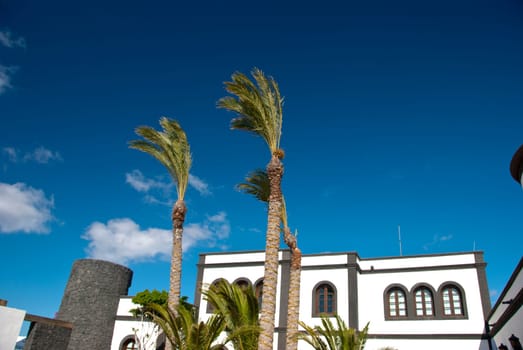 Historic Harbour Offices and Palm Trees in Lanzarote Canary Islands With Palm Trees