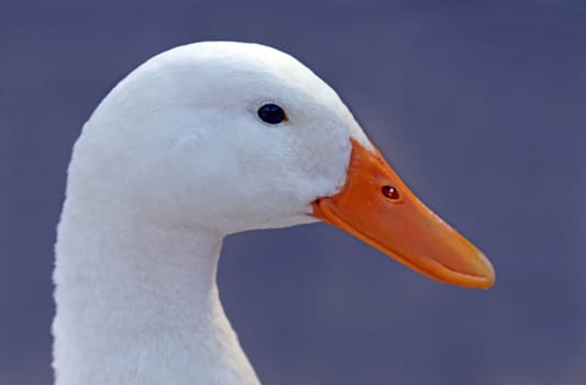 The domestic duck is the domesticated form of the mallard (Anas platyrhynchos)
