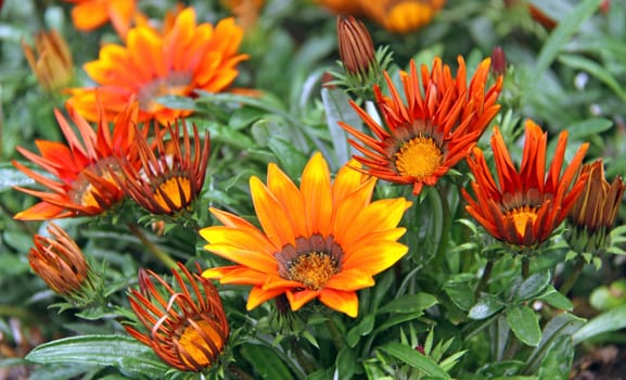 Ice plant Gazania