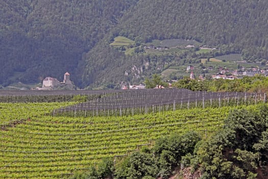 Viticulture and fruit growing in Dorf Tirol