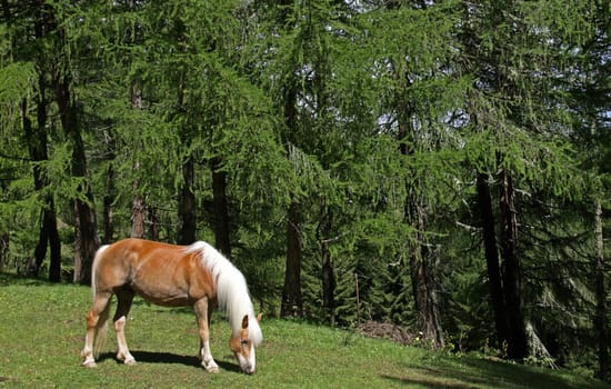 Haflinger horses on larch meadow