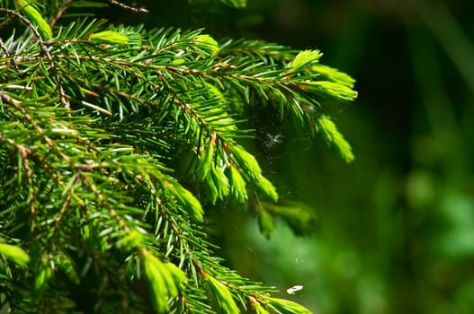 Fir. Stick. Spider&#039 s web