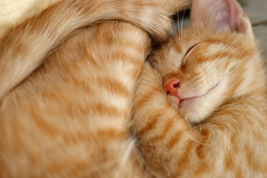 young tomcat sleeping,european shorthair