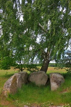 Megalithic grave under birch tree,Lancken-Granitz,Island of Rügen,Mecklenburg-Western Pomerania