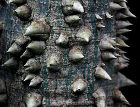 Kapok tree [Ceiba pentandra]