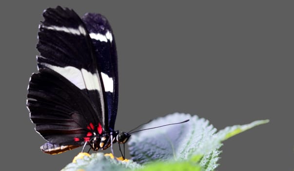 Doris butterfly [Heliconius doris]
