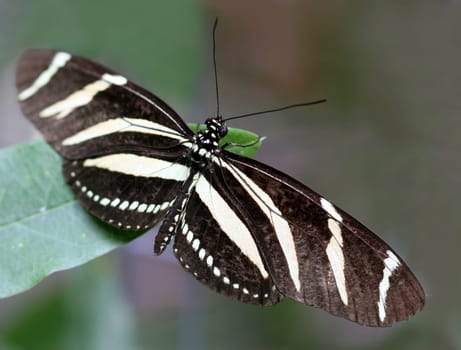 Zebra Butterfly [Heliconius charithonia]