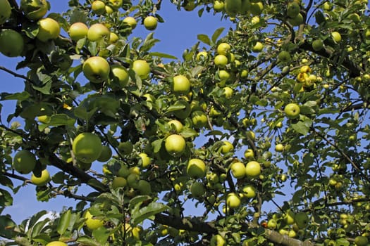 Apples ready for harvest