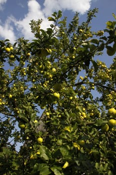Ripe apples