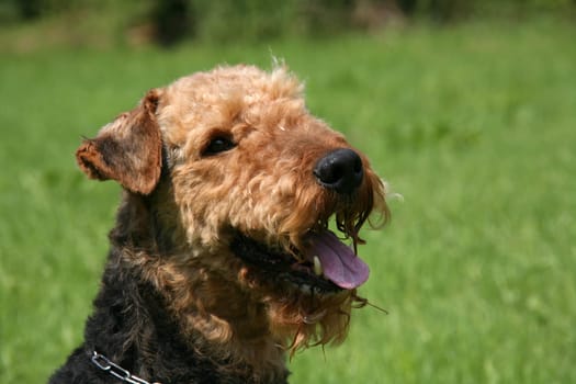 Airedale Terrier