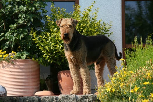 Airedale Terrier
