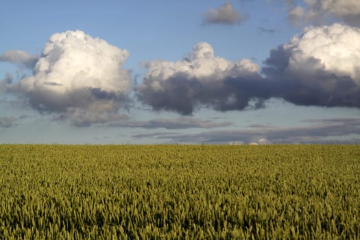 Cultural landscape in summer