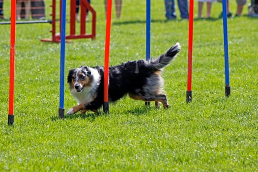 Australian Shepherd at Agility