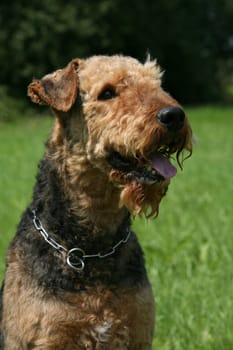 Airedale Terrier
