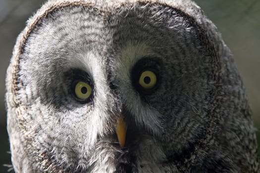Great grey owl