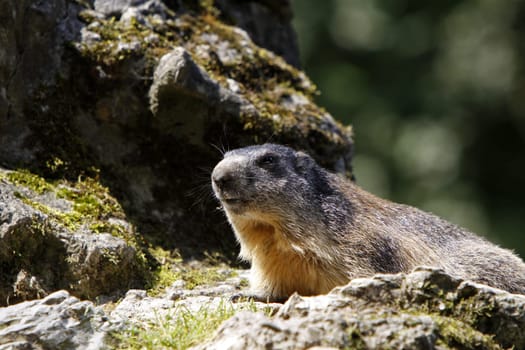 Alpine marmot
