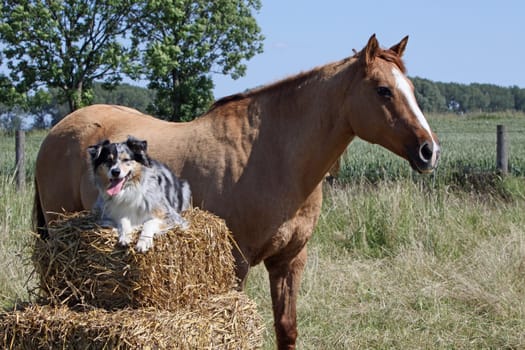 Australian Shepherd with Horse