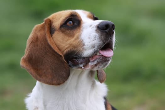 Beagle