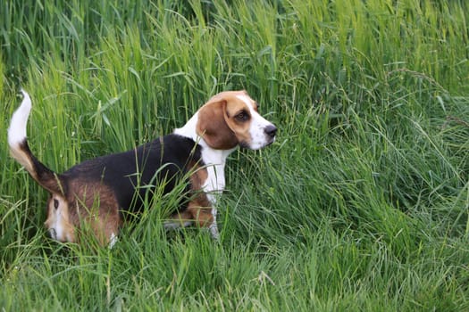 Beagle in a cornfield