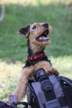 Airedale Terrier puppy