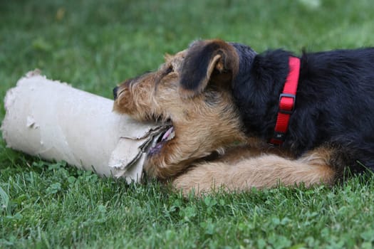 Airedale Terrier puppy
