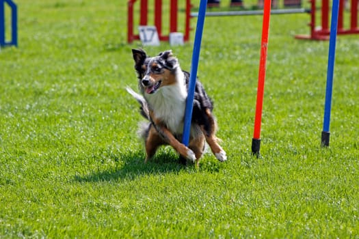 Australian Shepherd at Agility