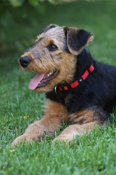 Airedale Terrier puppy