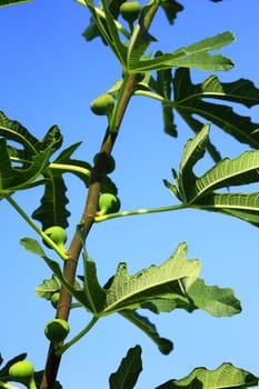 Real fig