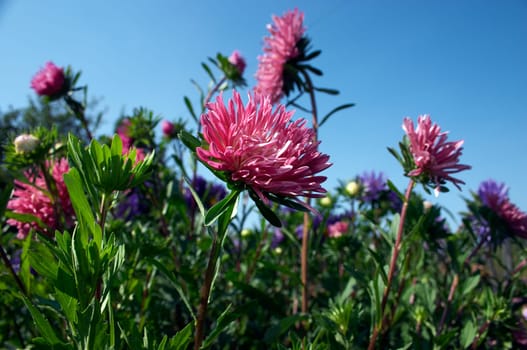 Aster (Michaelmas daisy). September 2006, Karaganda, Kazakhstan