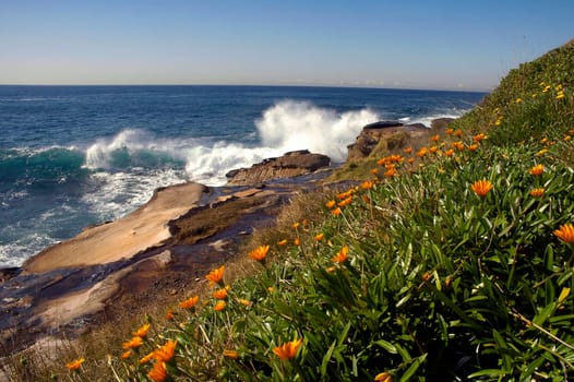 coastline in Sydney, orange flowers, rocks and ocean