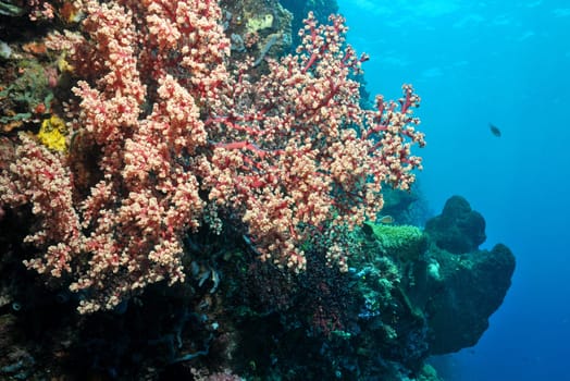 Soft corals on a steep wall in Sulawesi
