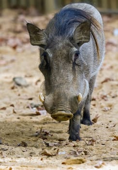 Warthog or Common Warthog, Phacochoerus africanus, is a wild member of the pig family
