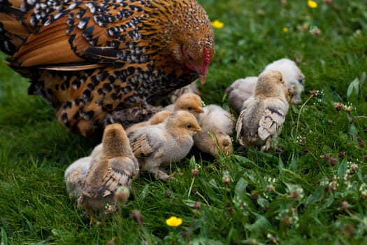 Chick................