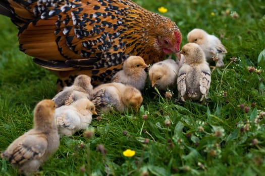 Chick................