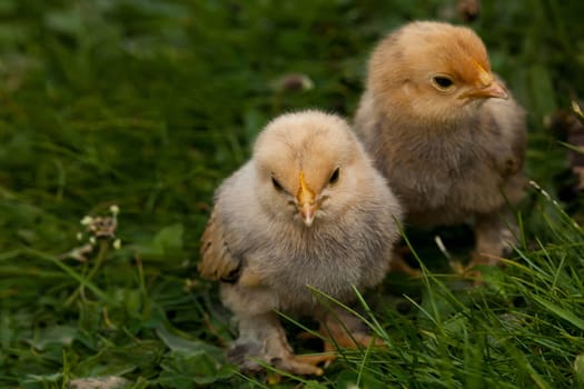 Chick................