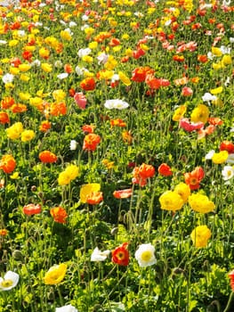 colorful flower bed,meadow with different colored poppies