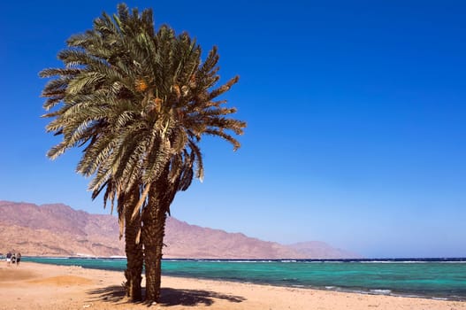 Twin palm tree on the beach of Dahab Assalah