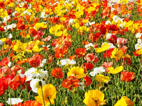 colorful flower bed,meadow with different colored poppies