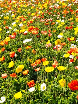 colorful flower bed,meadow with different colored poppies