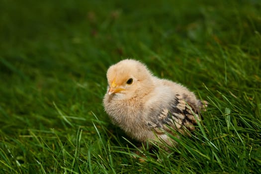 Chick................