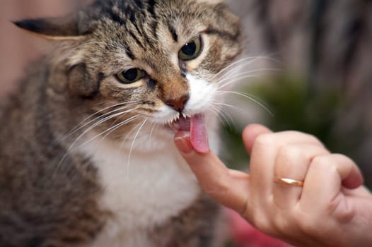 I like spread cheese! Kuzia - senior cat (12 y.o.)
