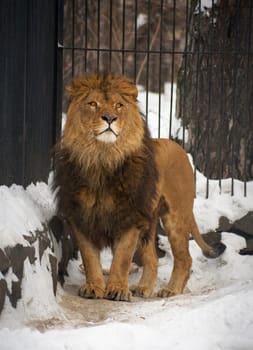 Lion in the Novosibirsk ZOO, January 2007