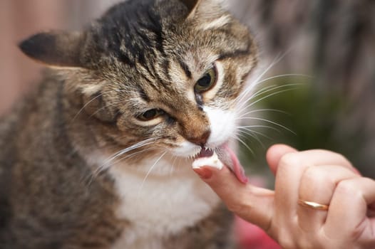 I like spread cheese! Kuzia - senior cat (12 y.o.)