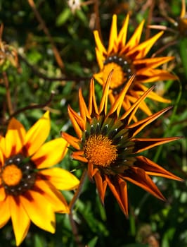 Closeup of decorative Gaillardia flower, Astana, Kazakhstan