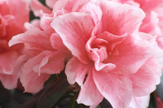 Flowers of decorative Azalea