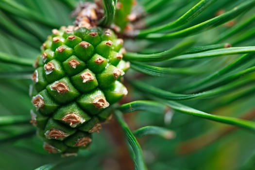Pinecone on the pine branch, macro