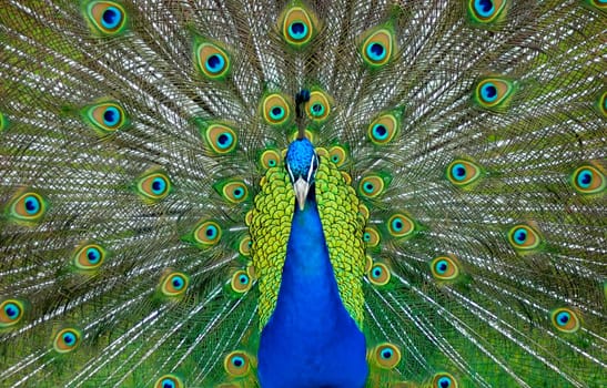 A male peacock displaying its colorful feathers