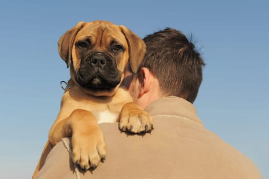 a man holding on his shoulder his puppy Bull Mastiff